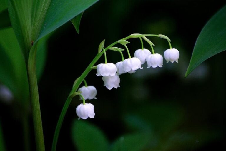 Muguet, plantation, floraison, entretien Le Muguet, la fleur du 1er mai — free download
